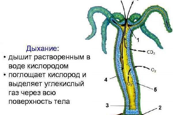 Гидра и кракен